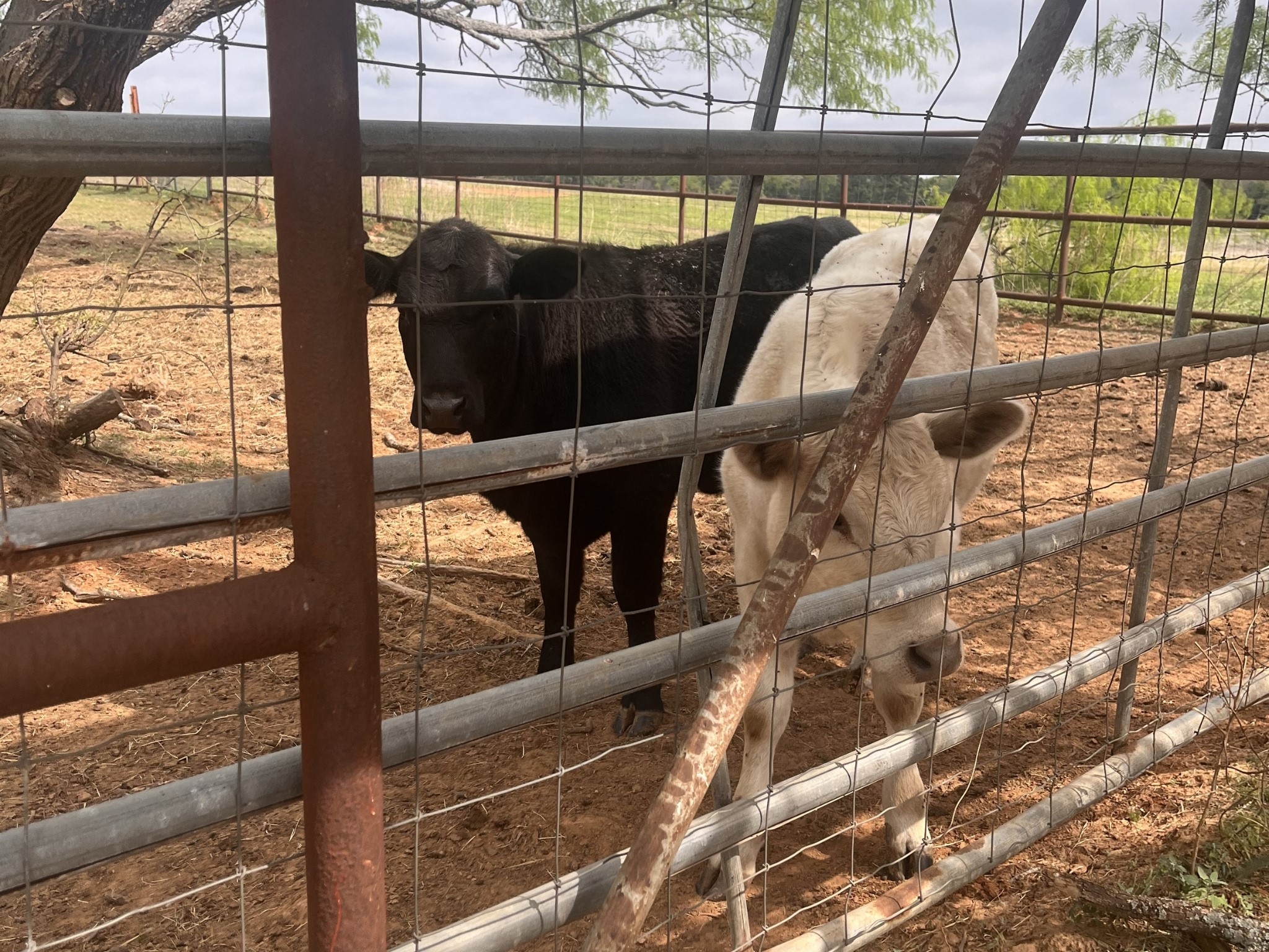 2548 County Road 2690 Alvord TX 76225