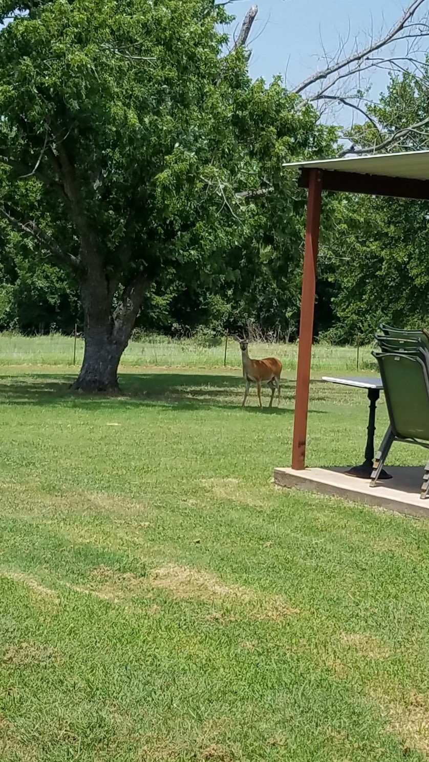 2400 Springfield Road Springtown TX 76082