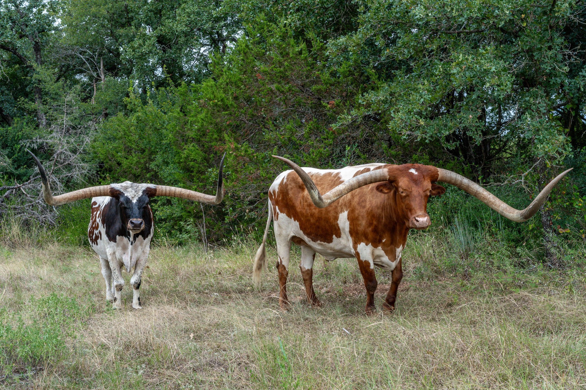 2707 County Road 247 Hico TX 76457