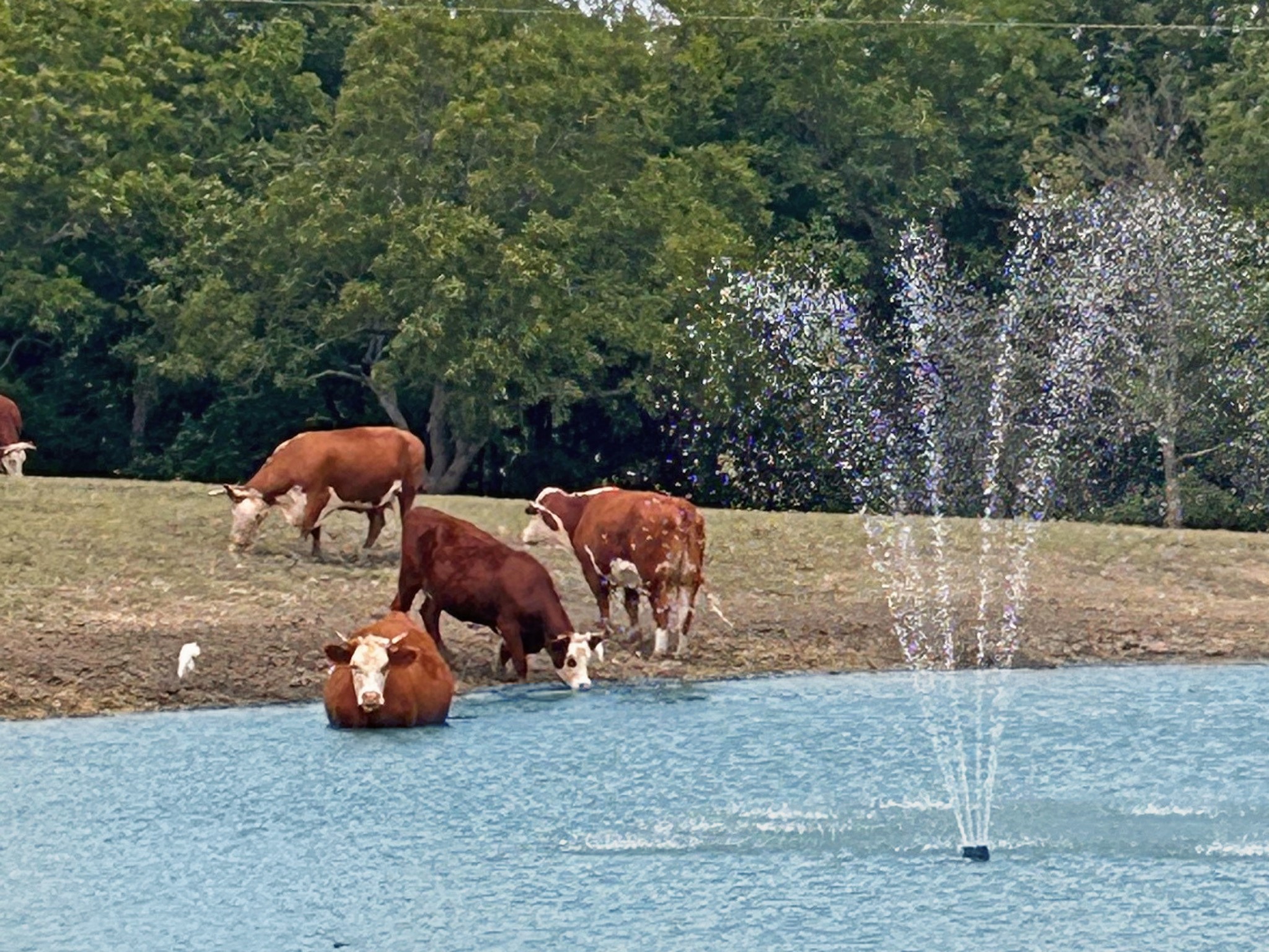 1050 County Road 5025 Trenton TX 75452