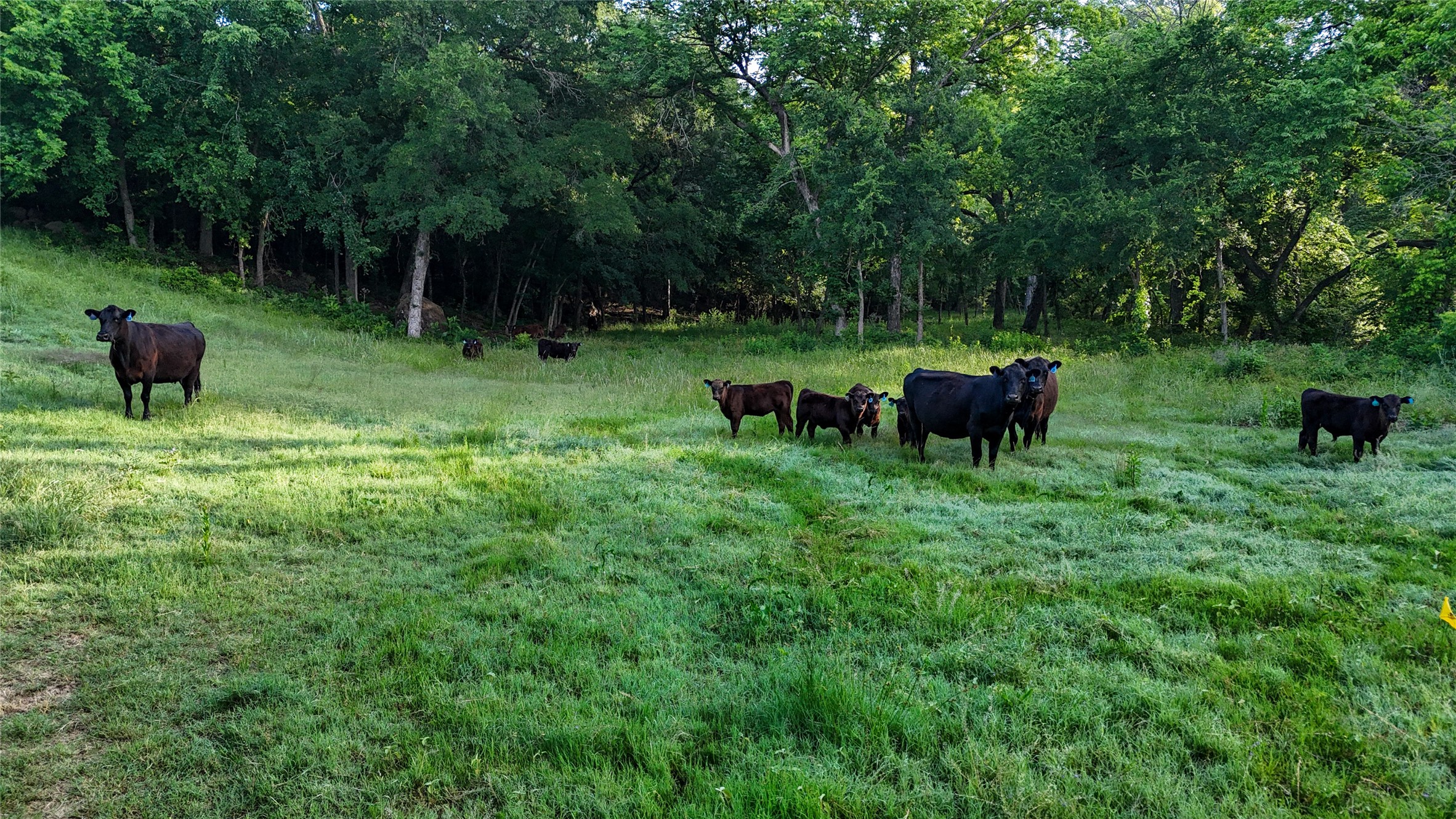 1148 County Road 1591 Alvord TX 76225