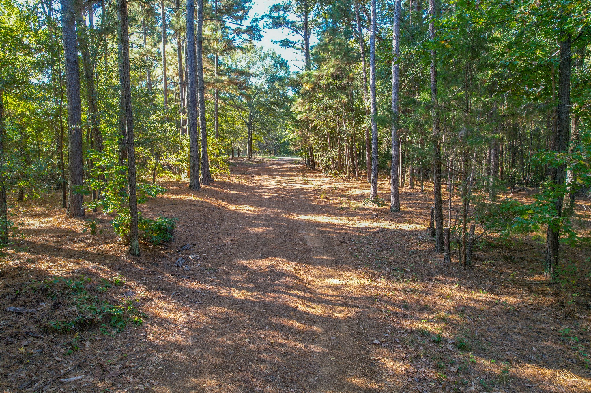 7821 Cr-3409 Chandler TX 75758