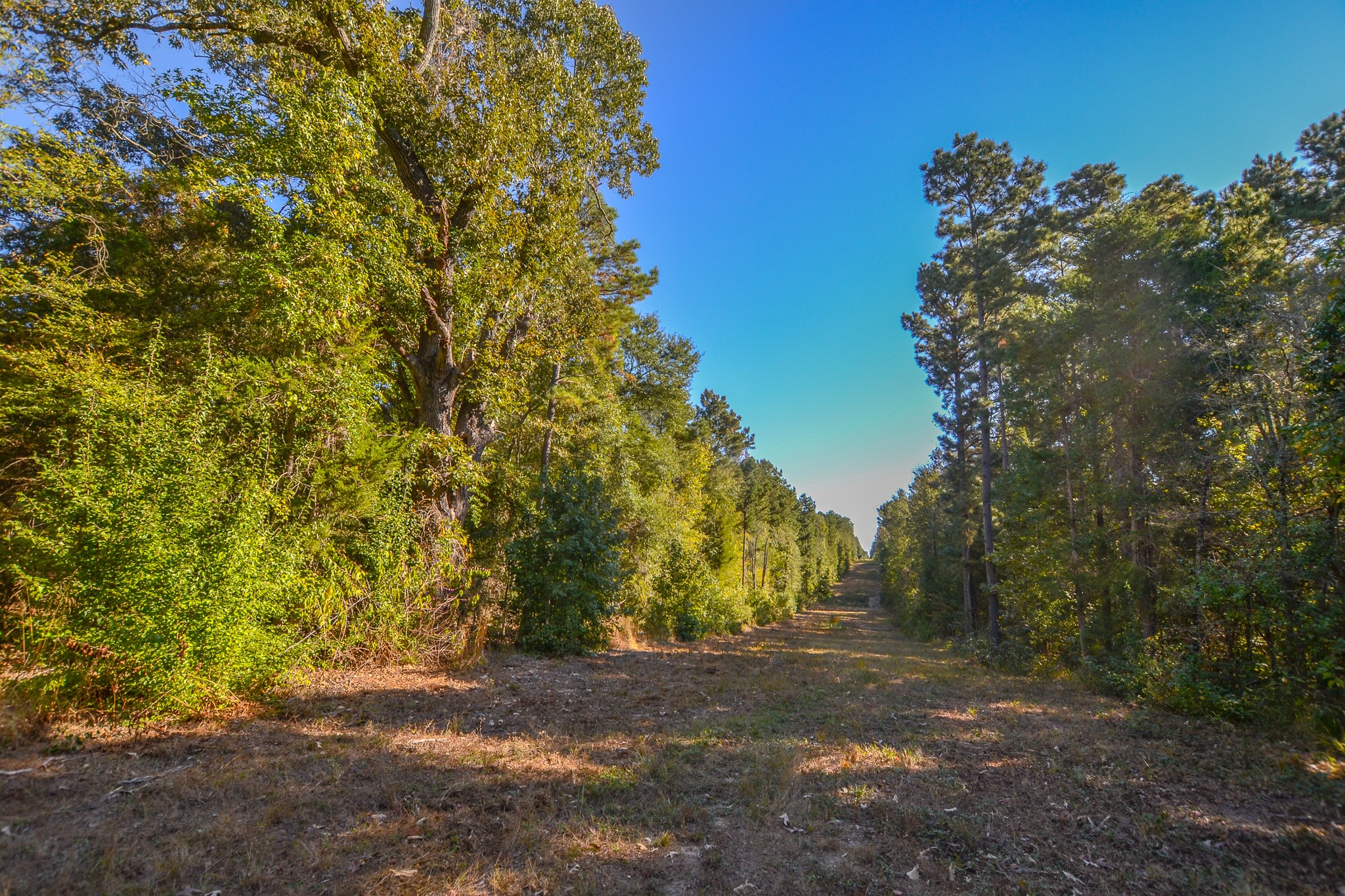 7821 Cr-3409 Chandler TX 75758