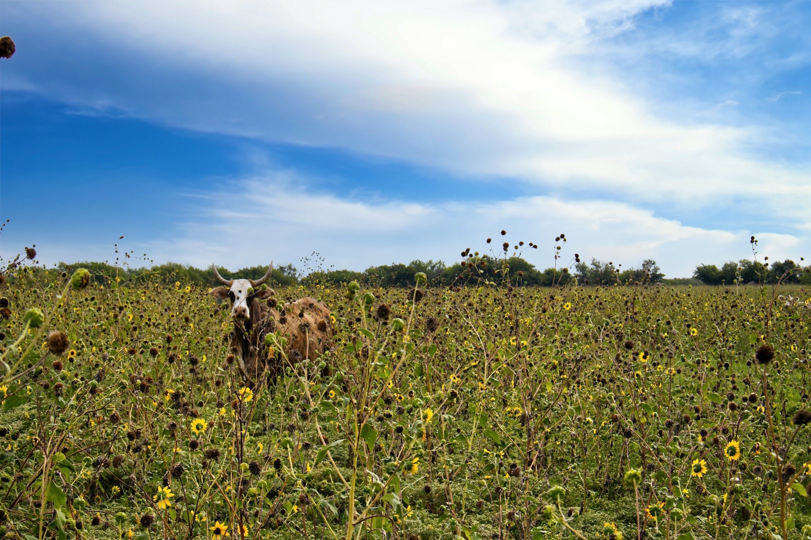 5350 Upper Denton Road Weatherford TX 76085