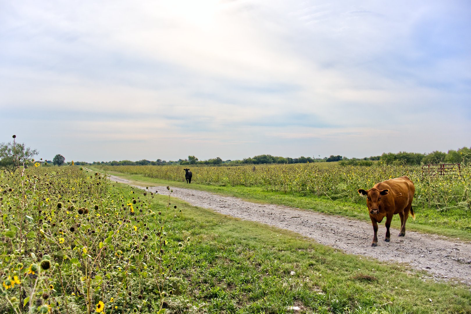 5350 Upper Denton Road Weatherford TX 76085