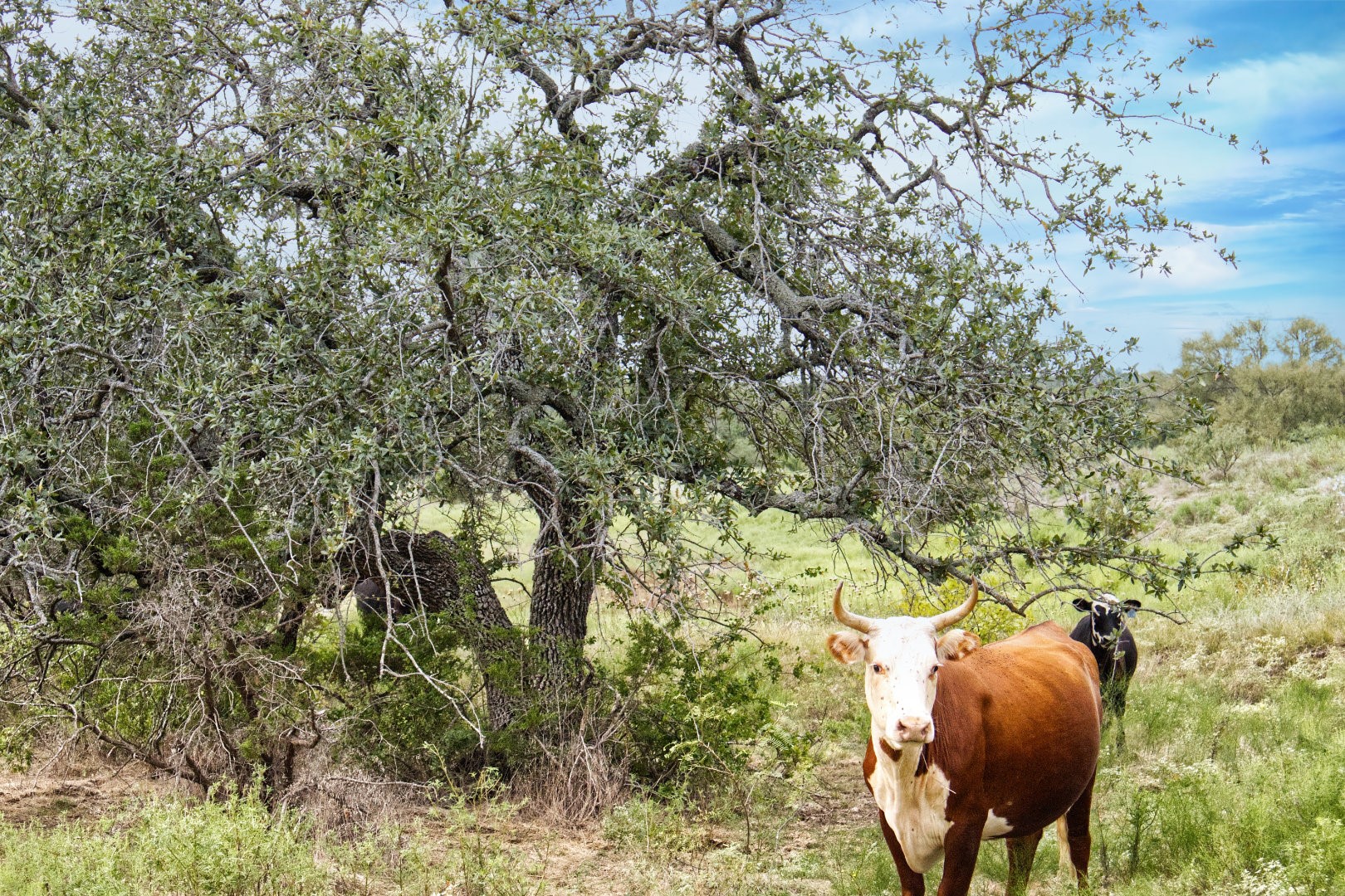 5350 Upper Denton Road Weatherford TX 76085