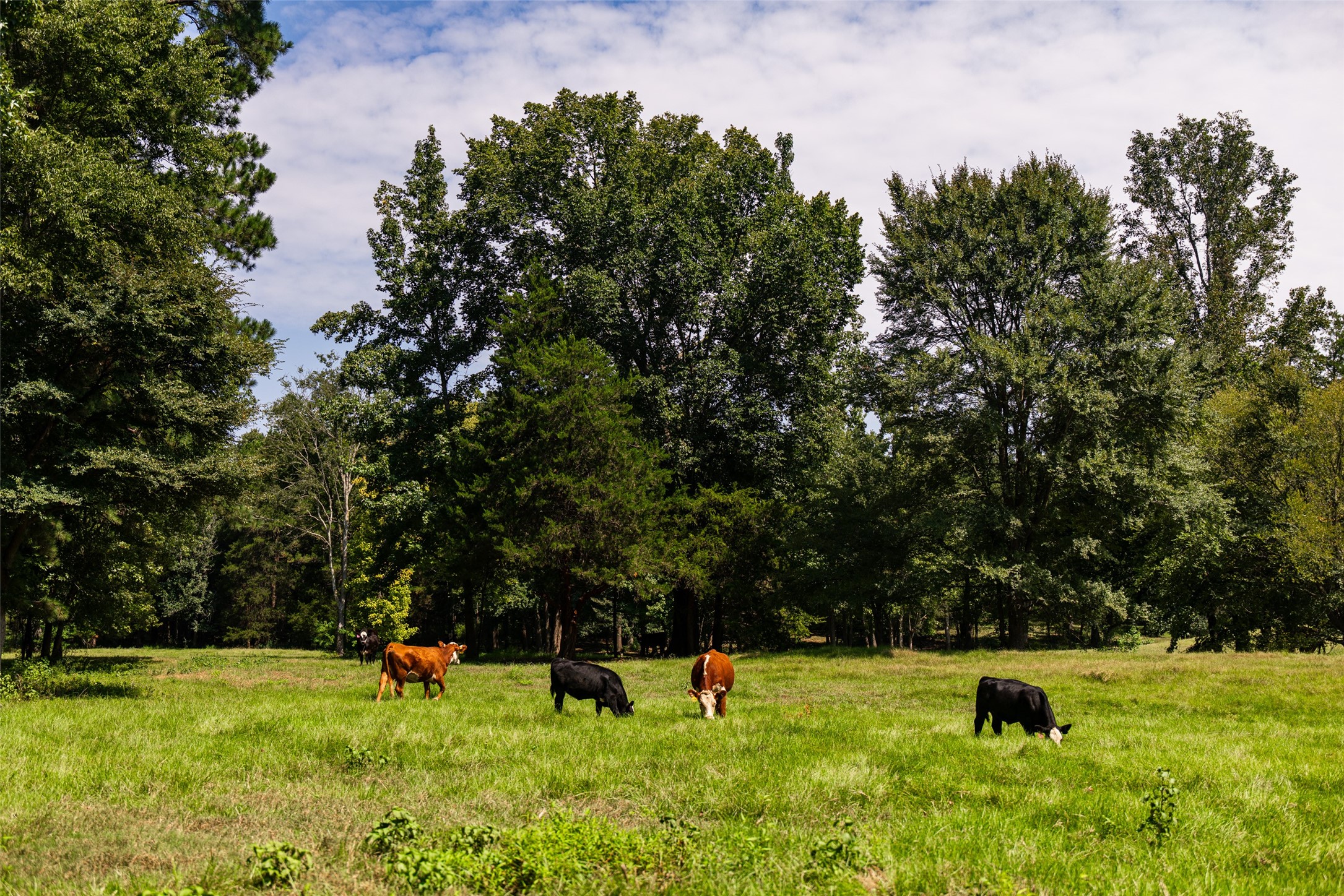 5624 E Fm 323 Palestine TX 75801