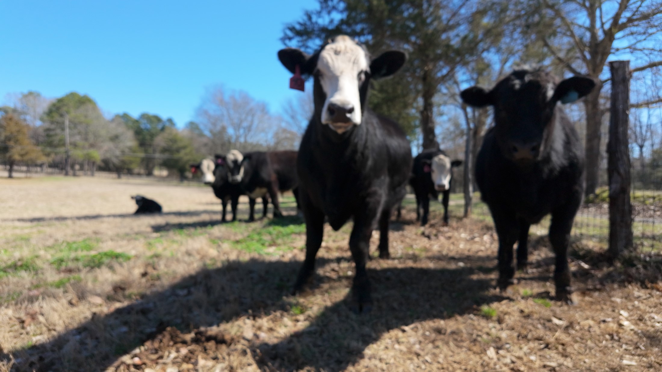 5624 E Fm 323 Palestine TX 75801