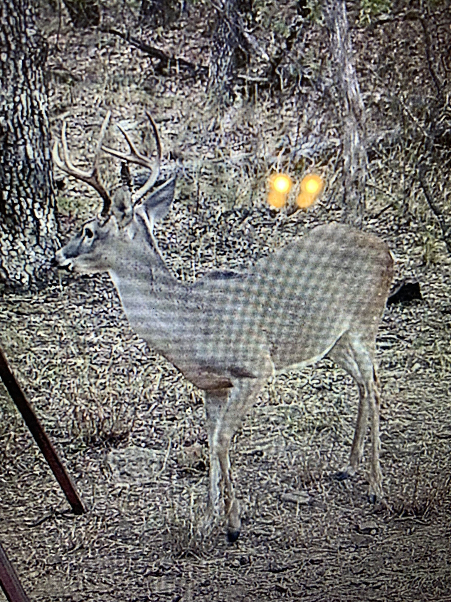 8381 Salt Creek Road Jacksboro TX 76458