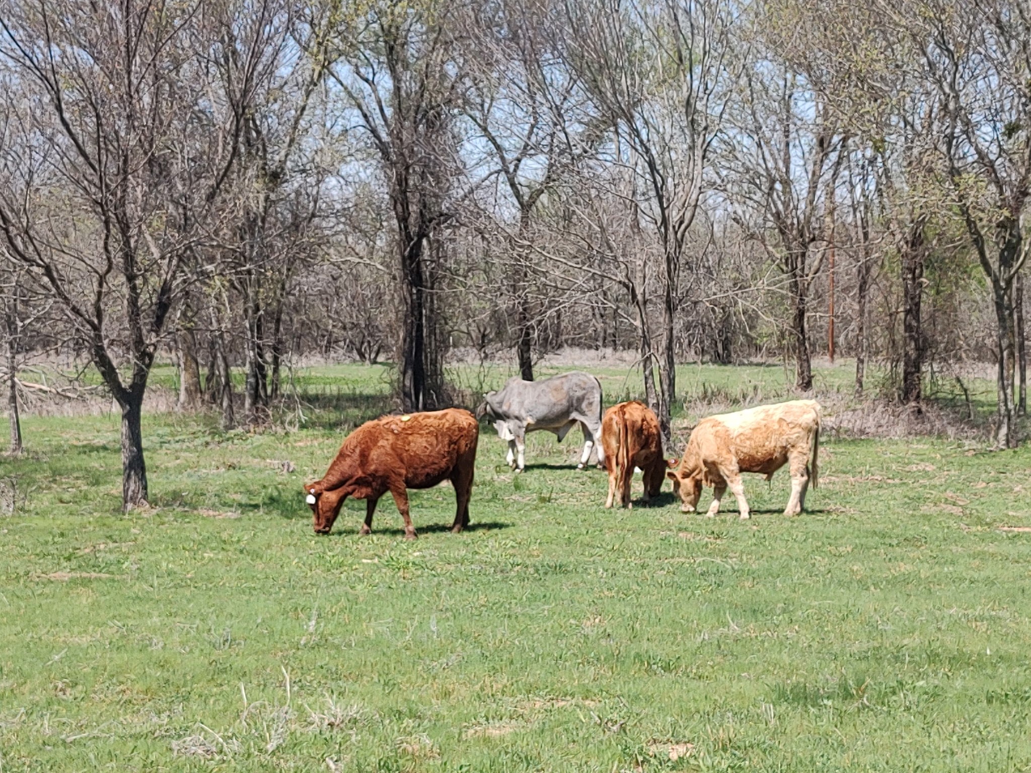 8381 Salt Creek Road Jacksboro TX 76458