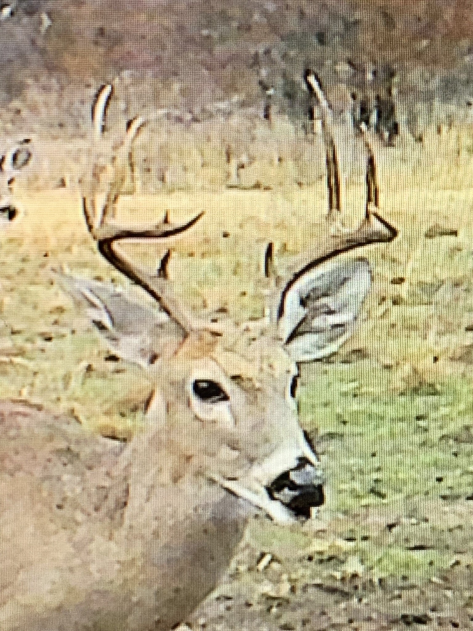 8381 Salt Creek Road Jacksboro TX 76458