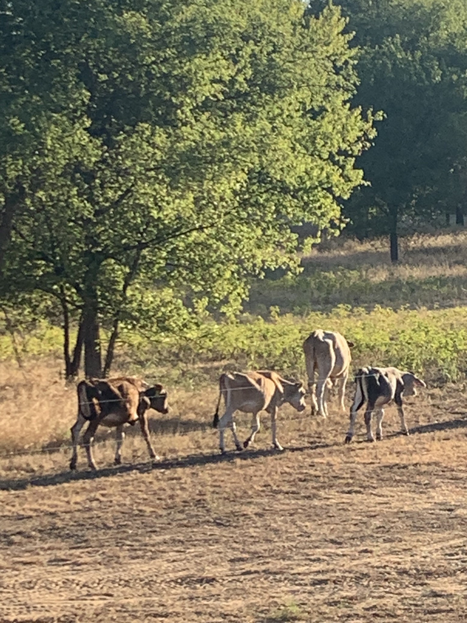 8381 Salt Creek Road Jacksboro TX 76458