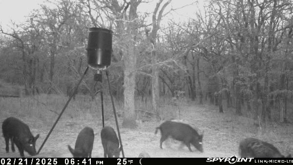 8381 Salt Creek Road Jacksboro TX 76458