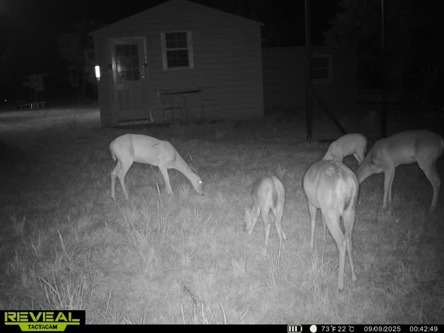 366 Saint Kitts Road Comanche TX 76442