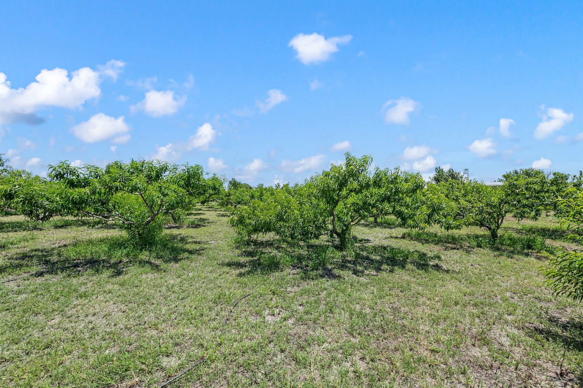 266 Old Chisholm Trail Rhome TX 76078