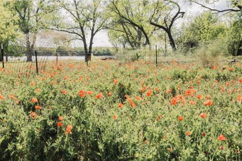 726 County Road 463 Eastland TX 76448