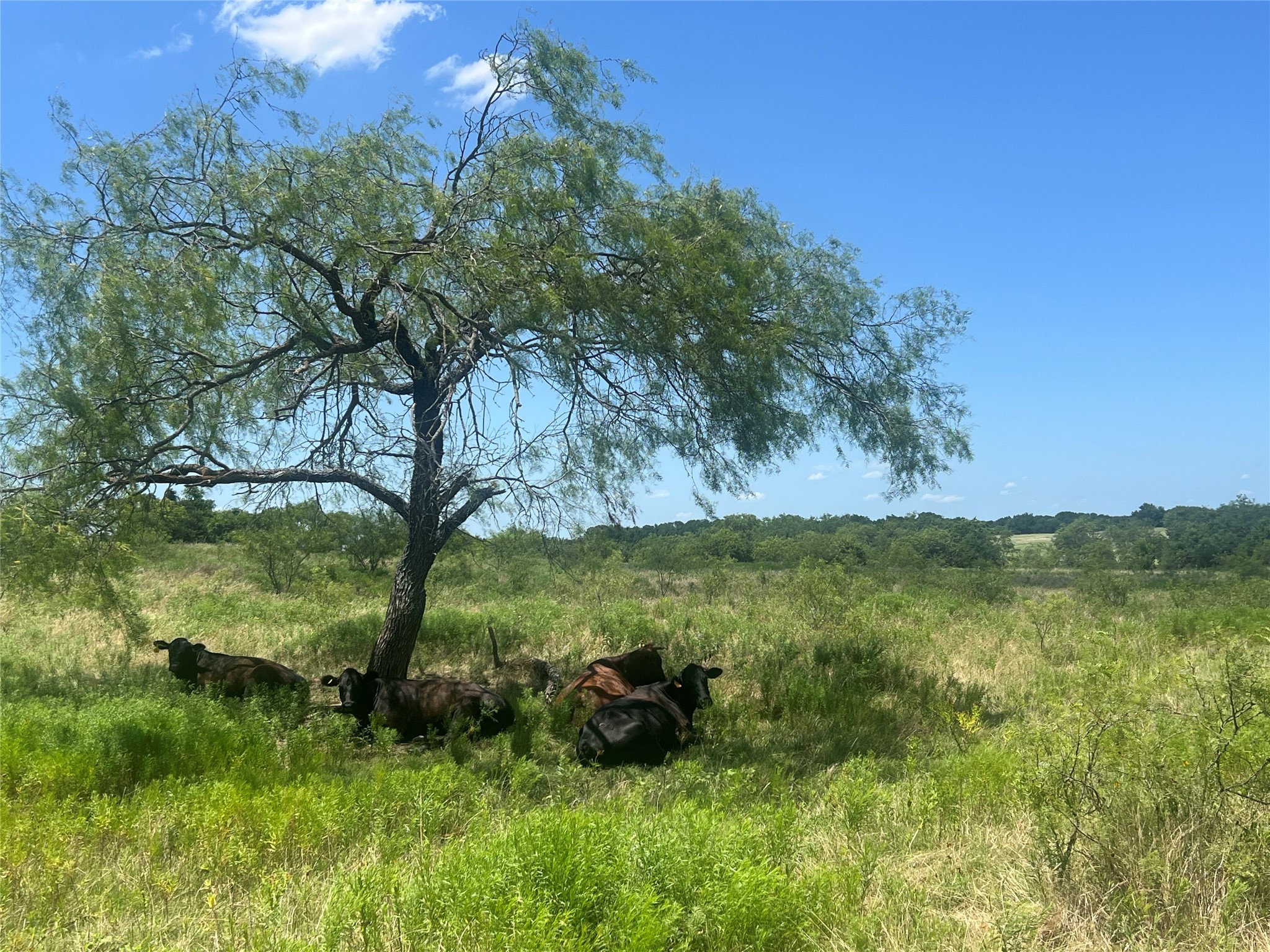 771 Hcr 2233 West TX 76691