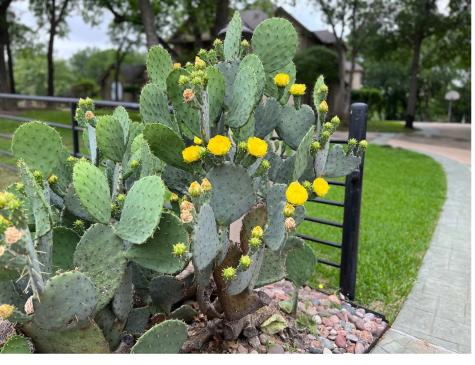 1360 Brush Creek Road Argyle TX 76226
