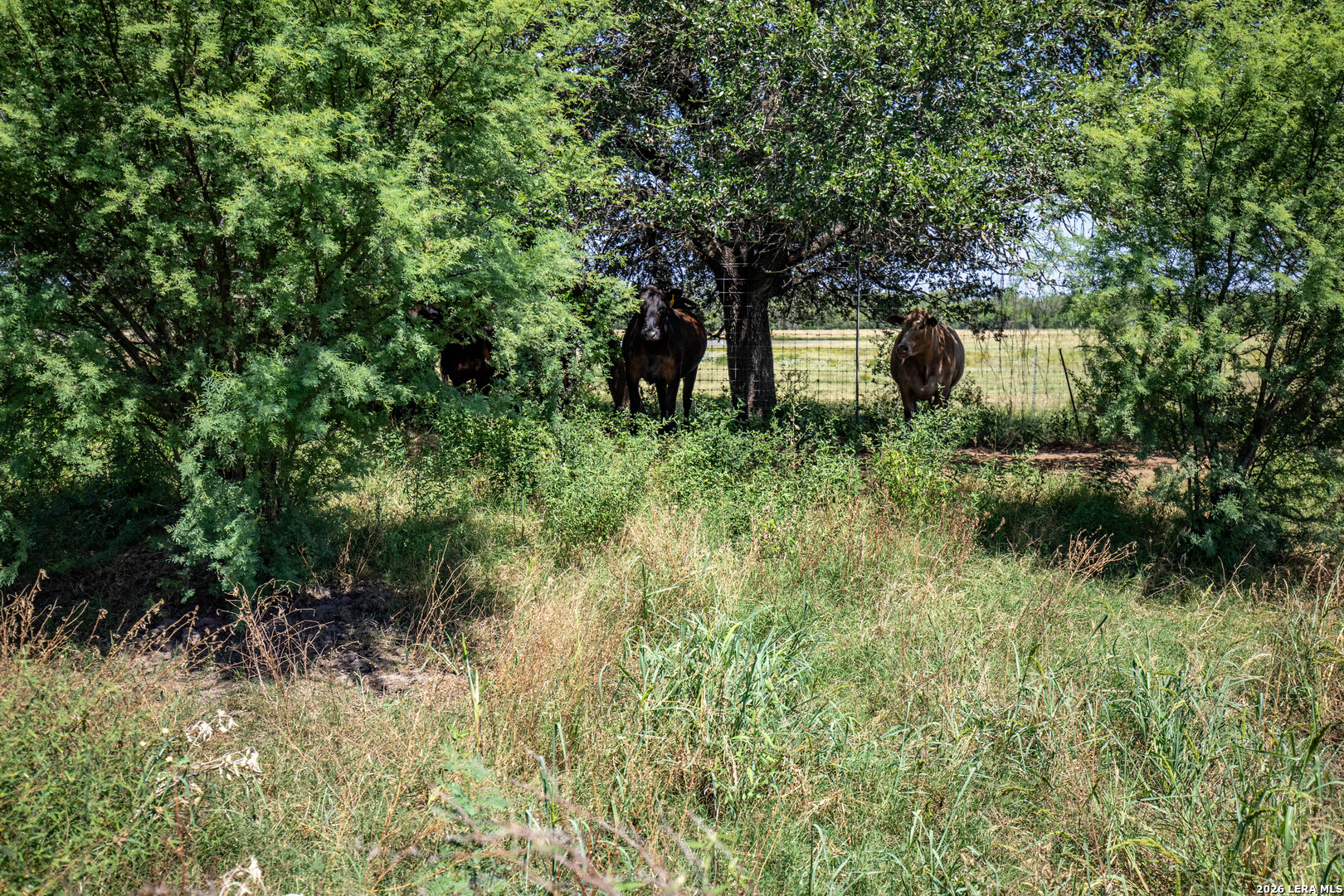 16385 Donop Elmendorf TX 78112
