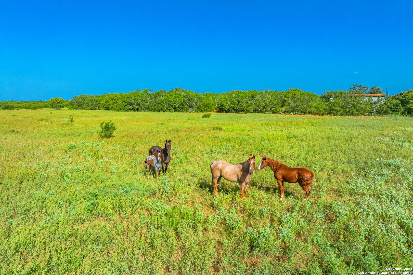 3911 County Road 1000 Pearsall TX 78061