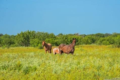 3911 County Road 1000 Pearsall TX 78061