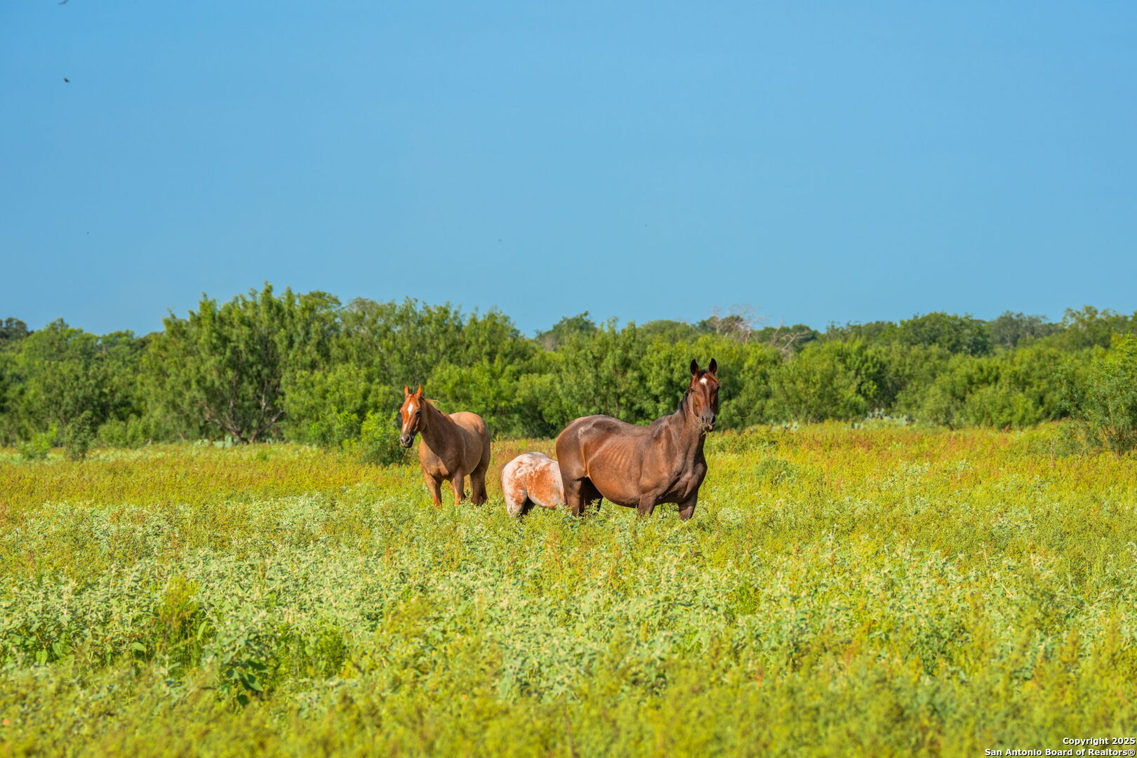 3911 County Road 1000 Pearsall TX 78061