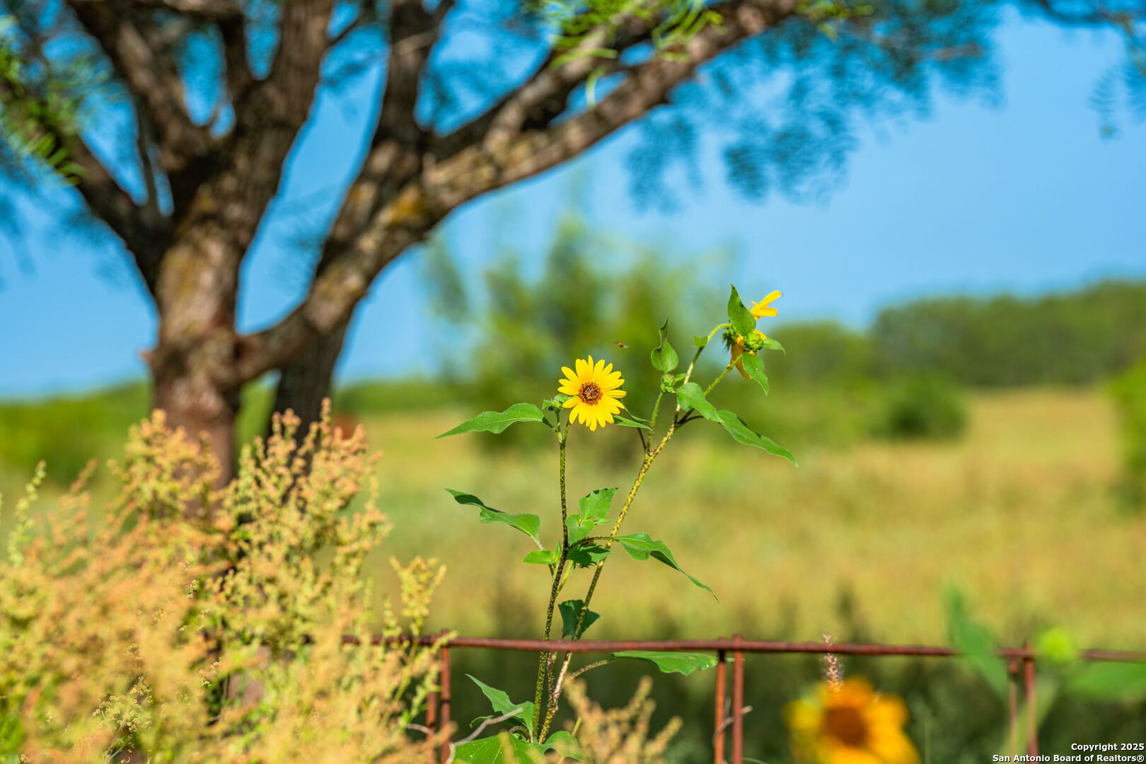 3911 County Road 1000 Pearsall TX 78061