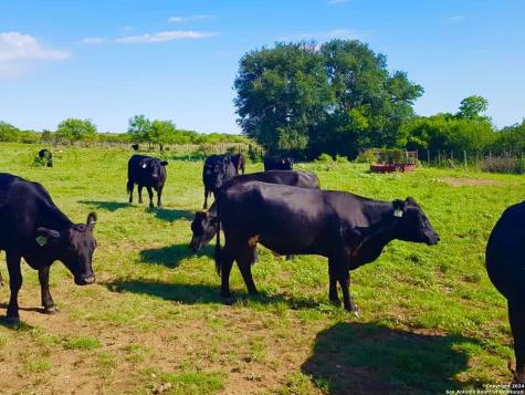 4703 Scenic Lake Drive Schertz TX 78154