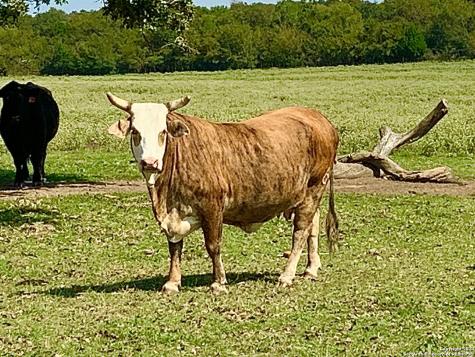 4703 Scenic Lake Drive Schertz TX 78154