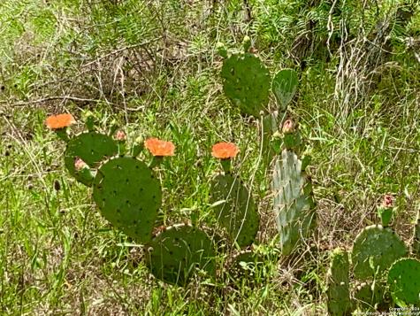 4703 Scenic Lake Drive Schertz TX 78154