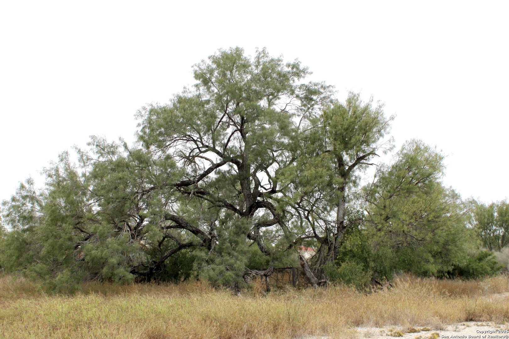 000 Fm 462 S Yancey TX 78886