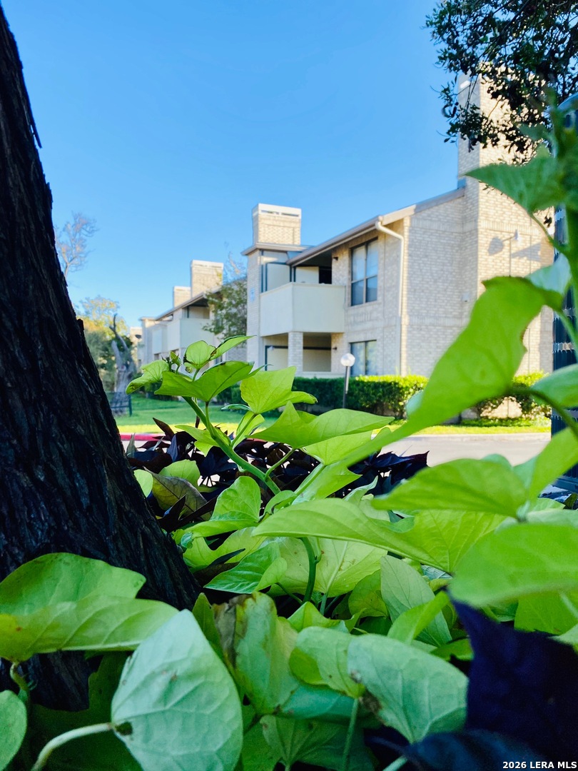11843 Braesview San Antonio TX 78213