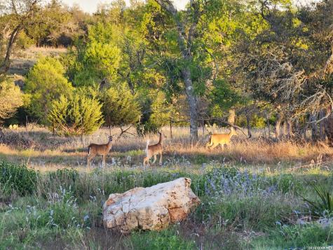 7991 Ranch Road 965 Fredericksburg TX 78624