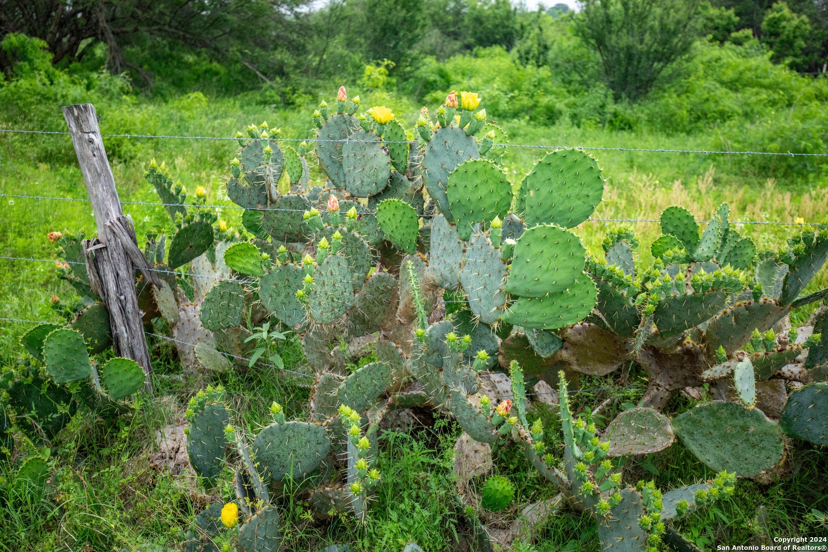 000 La Vernia Street Adkins TX 78101