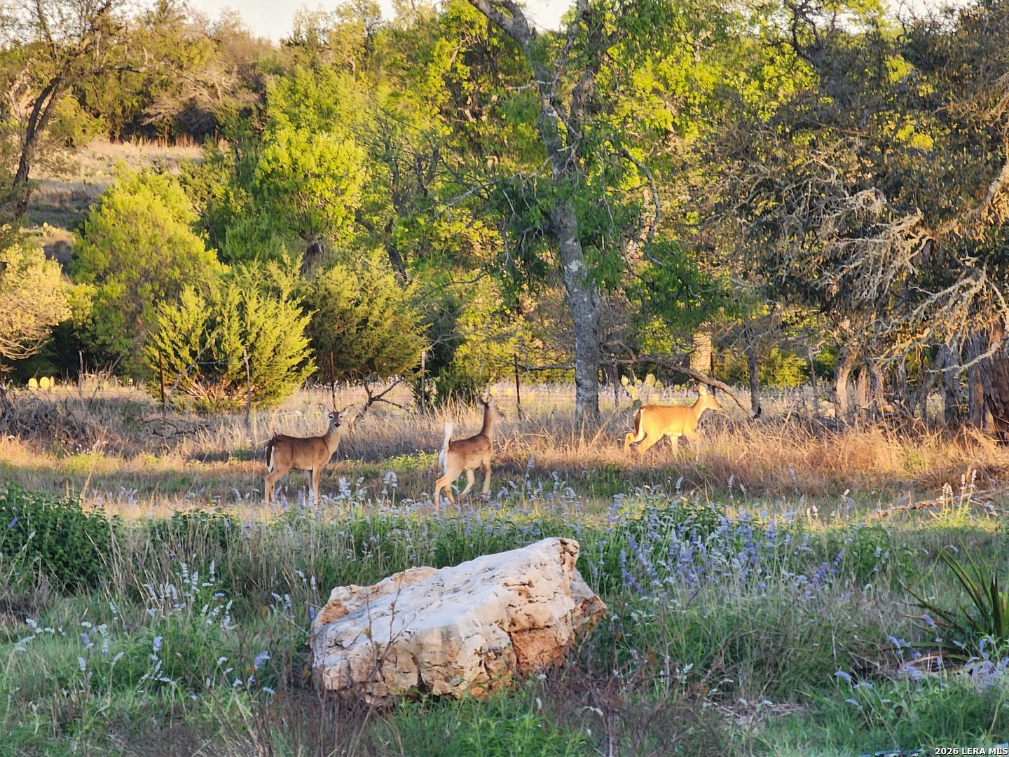 7991 Ranch Road 965 Fredericksburg TX 78624