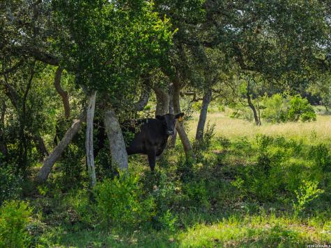 401 Pr 2410 Hondo TX 78861