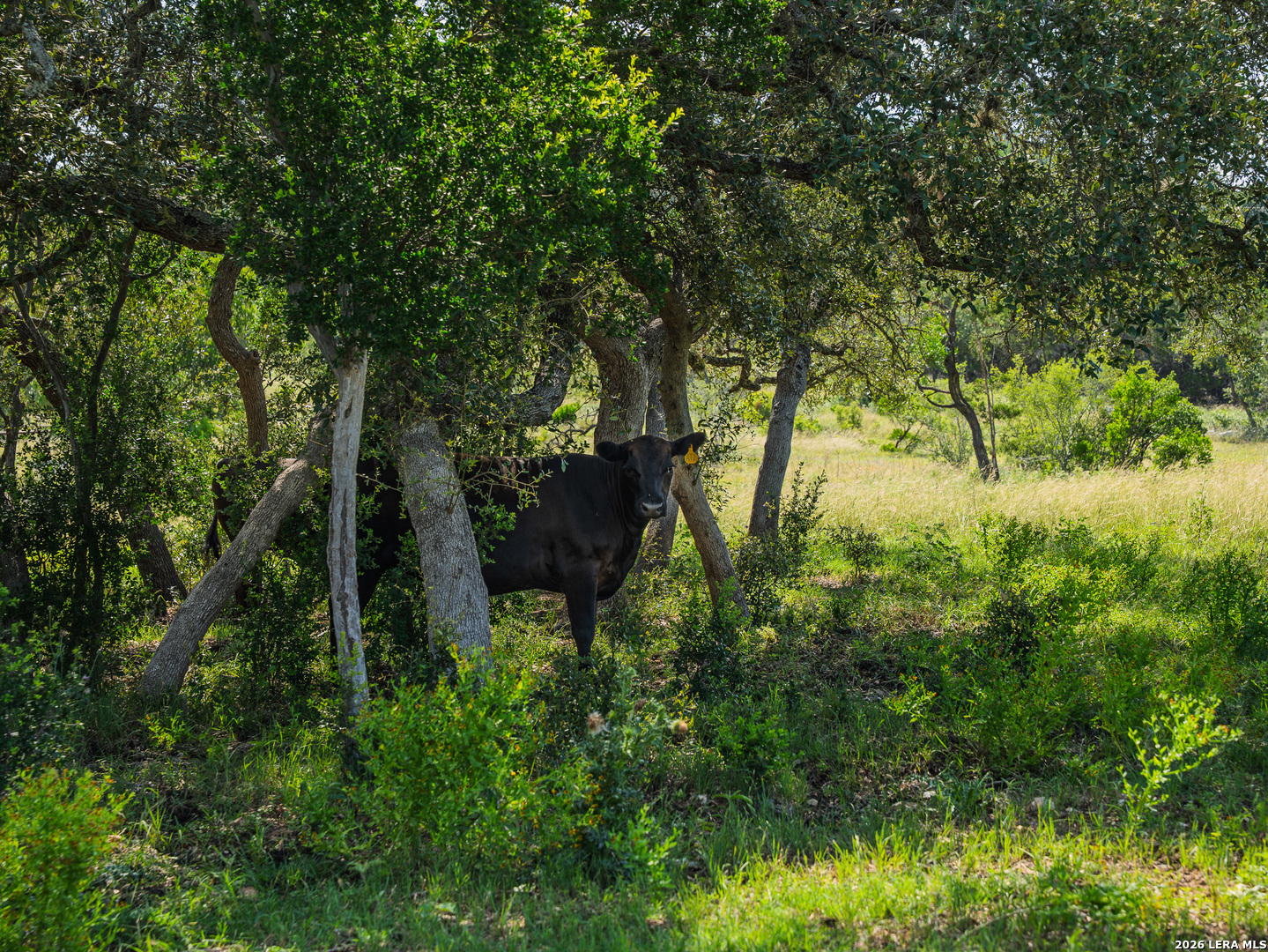 401 Pr 2410 Hondo TX 78861