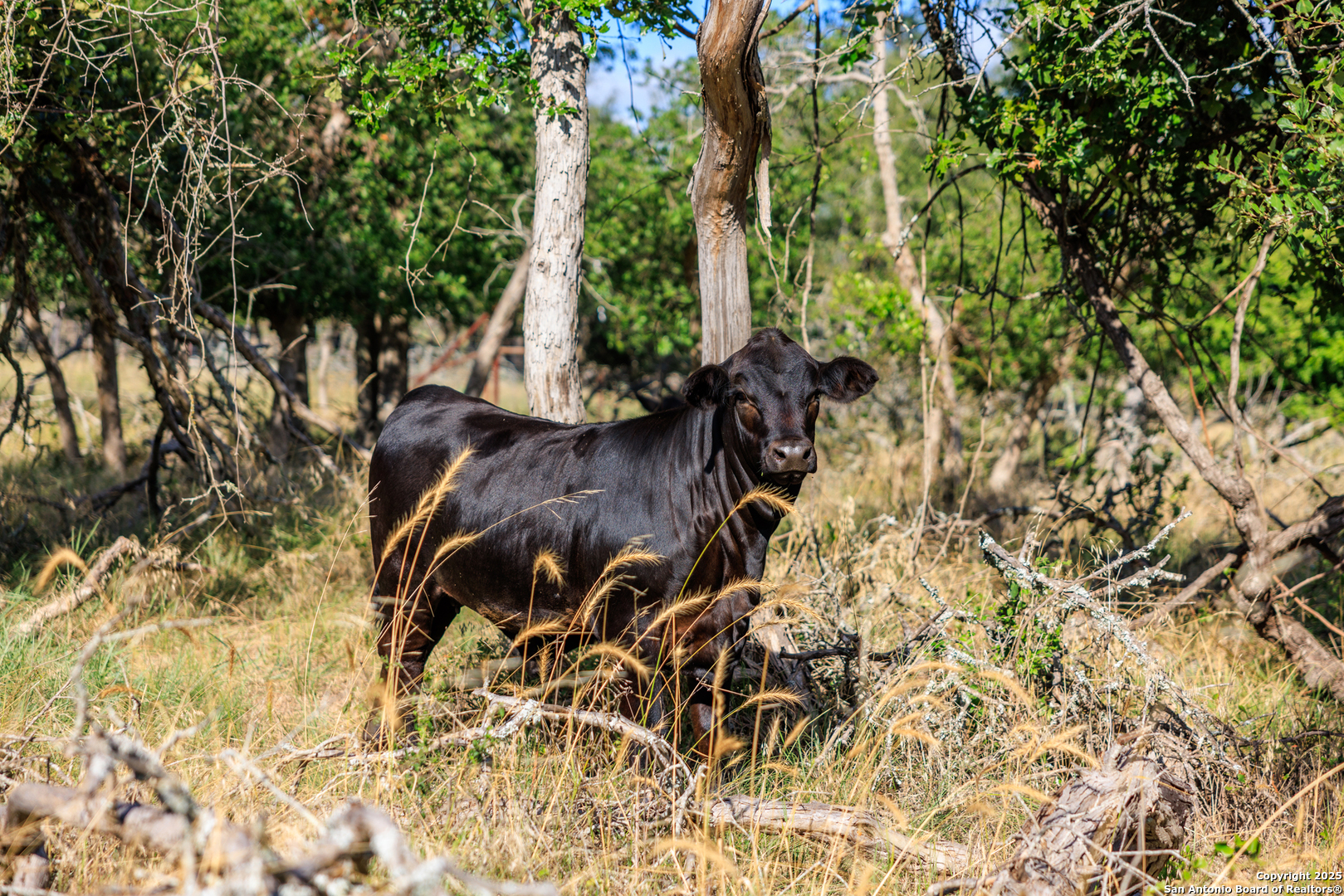 875 Gypsum Mine Fredericksburg TX 78624
