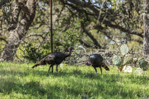 283 Dally Road Fredericksburg TX 78624