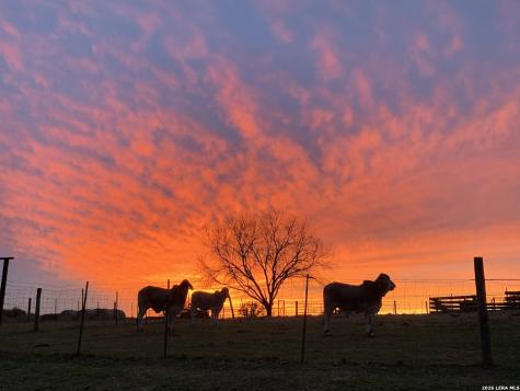 3558 Fm 536 Floresville TX 78114