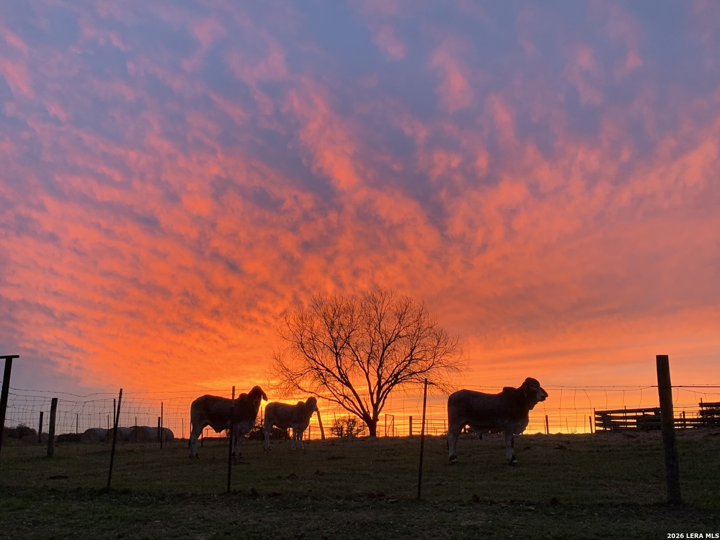 3558 Fm 536 Floresville TX 78114