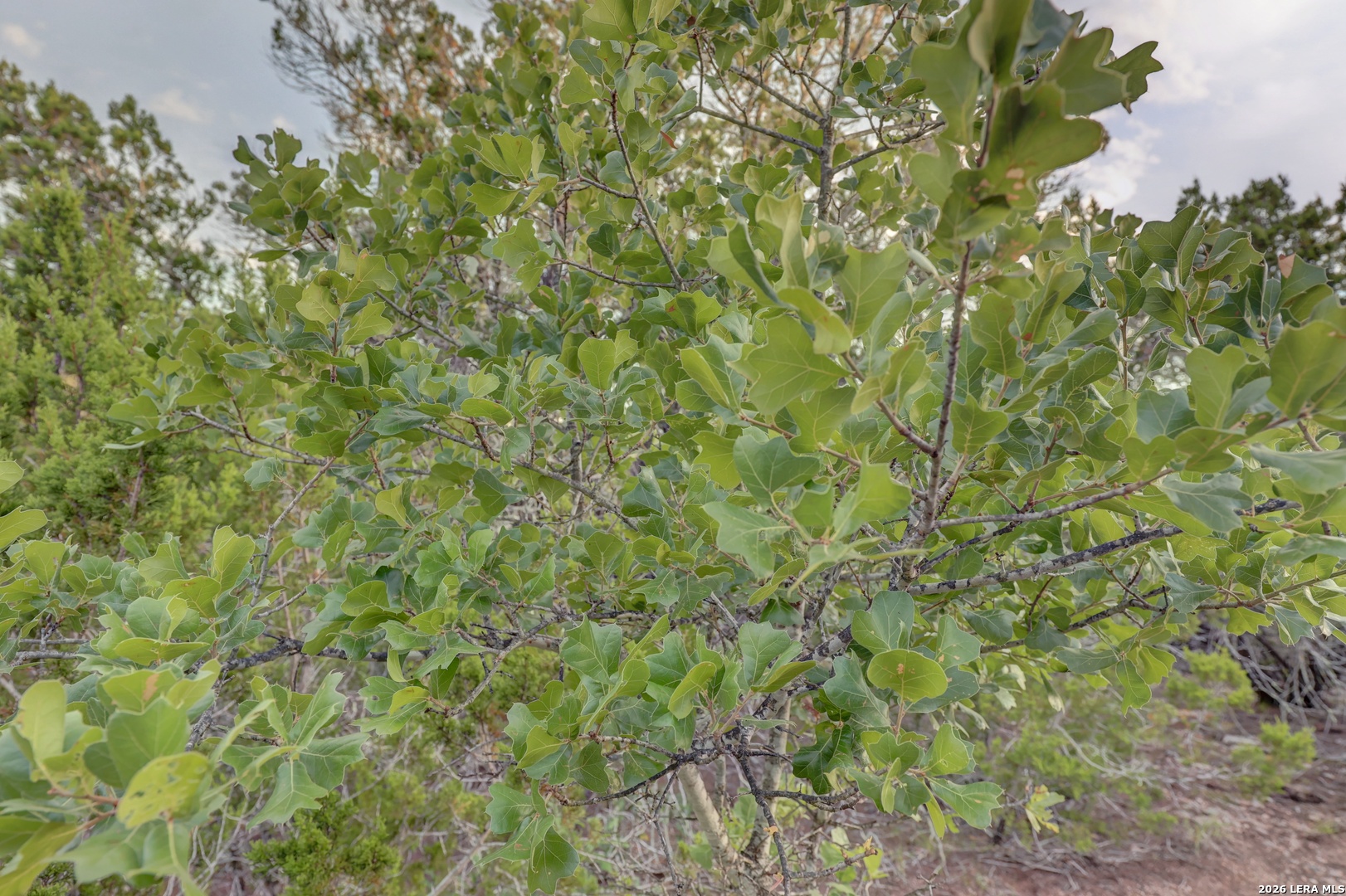 438 Yellowstone Lane Hunt TX 78024
