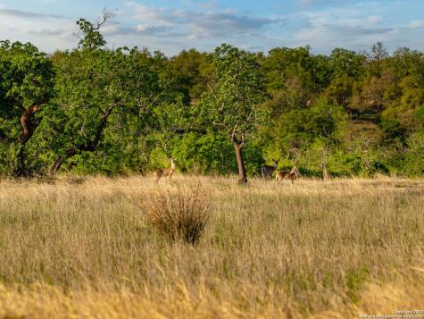 862 Grape Creek Road Fredericksburg TX 78624