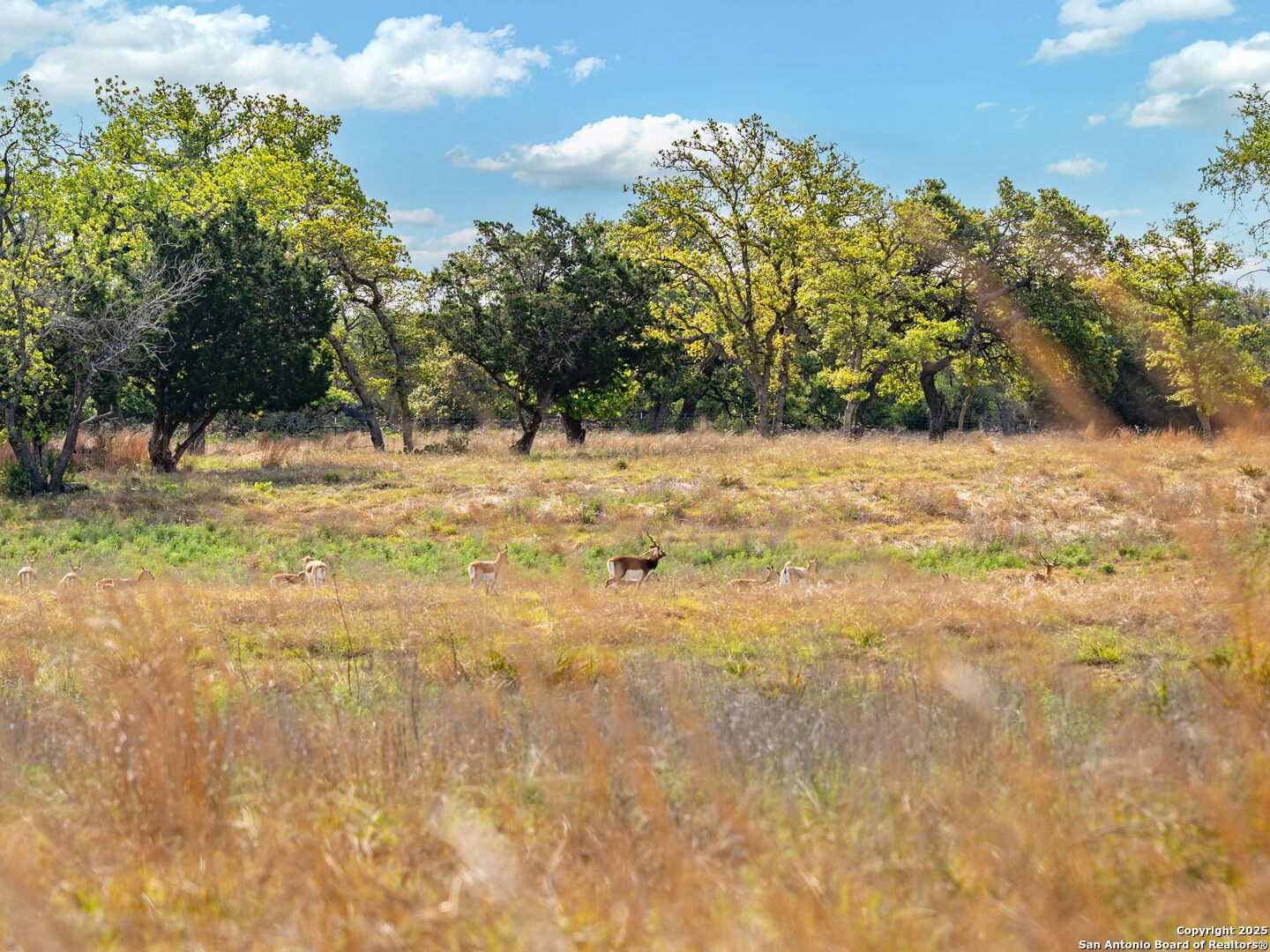 862 Grape Creek Road Fredericksburg TX 78624