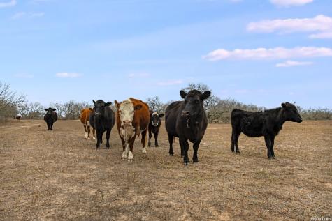 000 County Road 454 Stockdale TX 78160