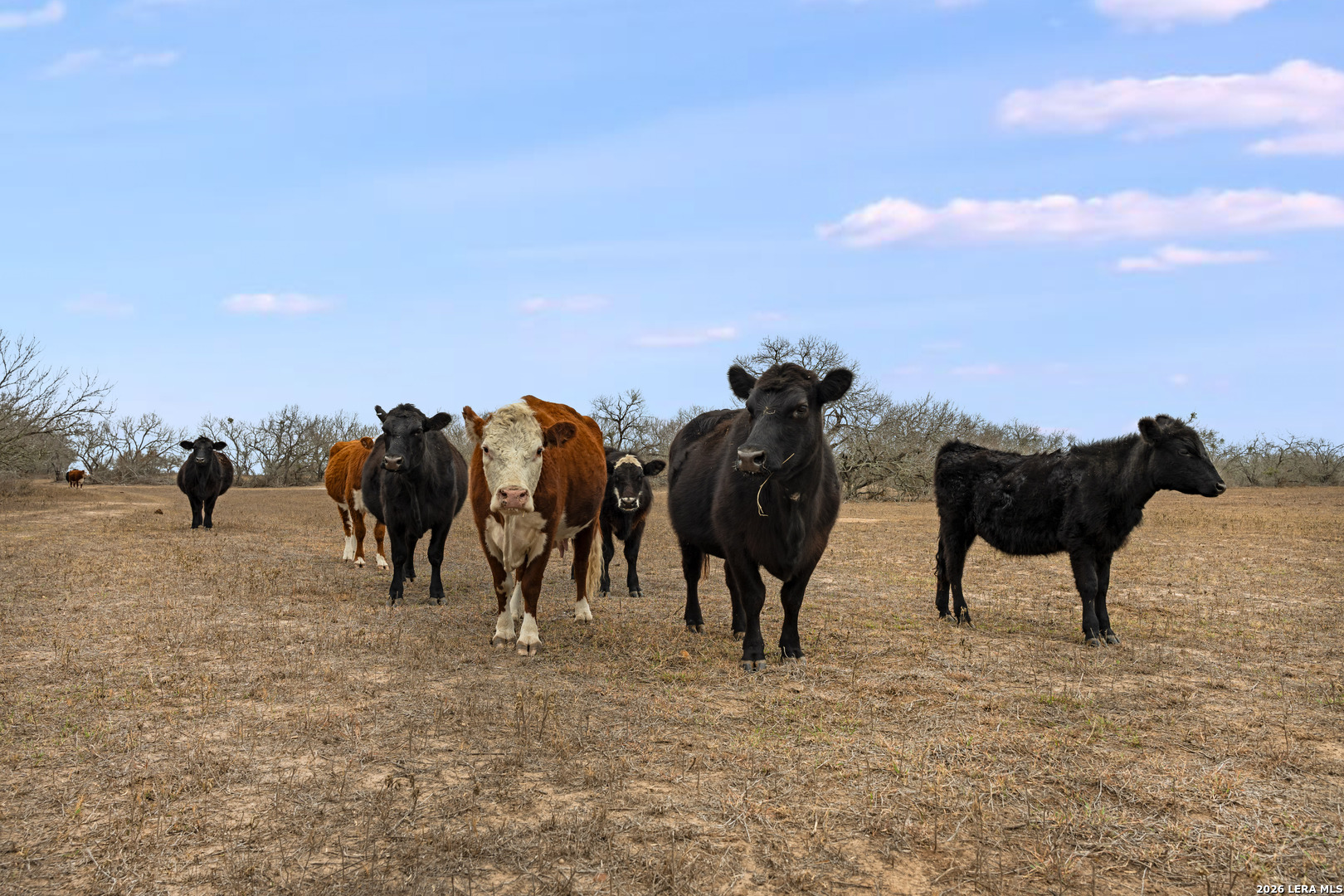000 County Road 454 Stockdale TX 78160