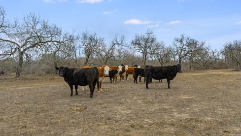 000 County Road 454 Stockdale TX 78160