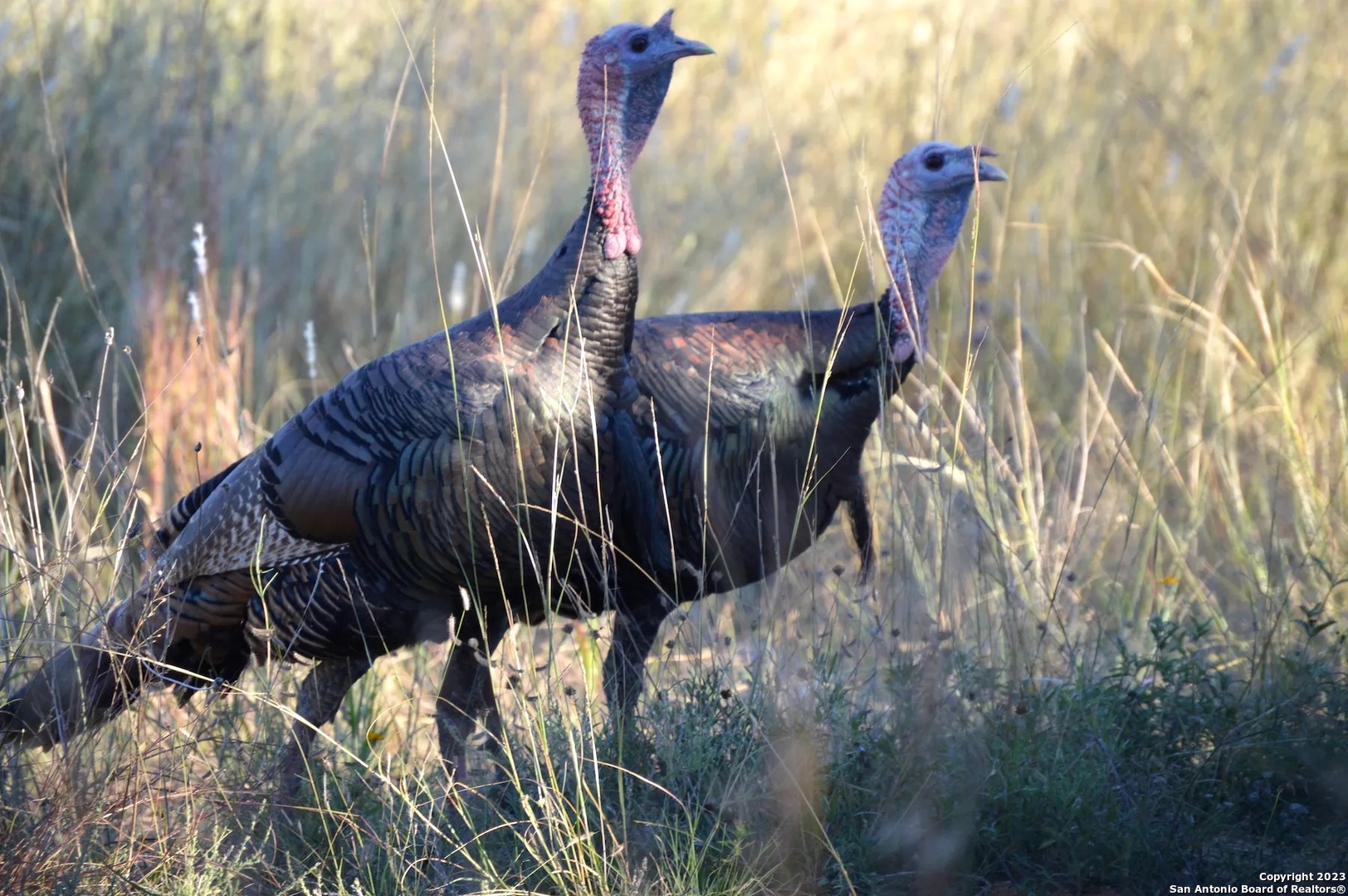 491 Kc 276 Junction TX 76849