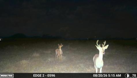 7275 S Highway 281 Encino TX 78353