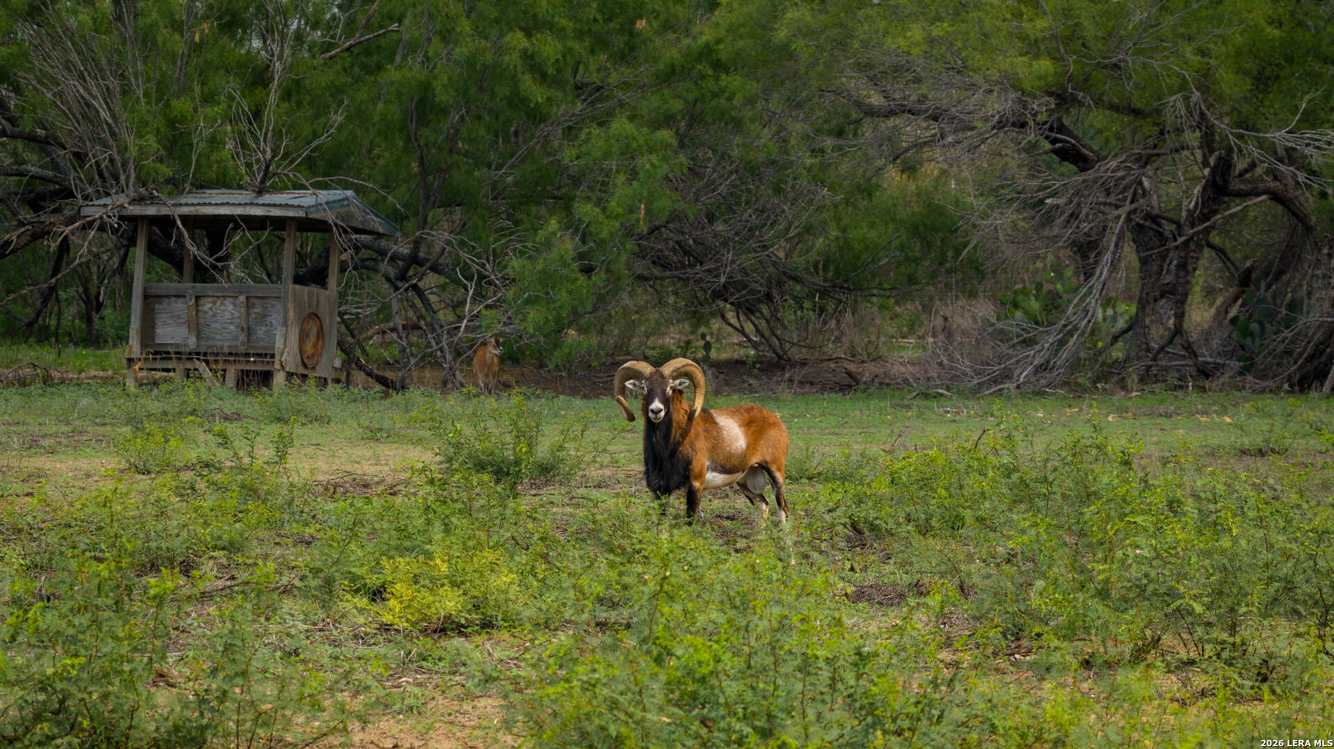 5797 Fm 3408 Cotulla TX 78014